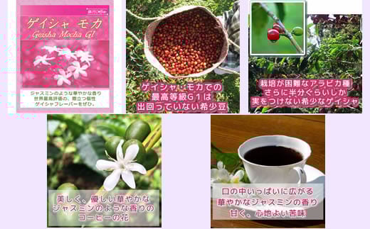 生涯で飲みたい 世界３大珈琲(粉 中挽き)100g×3種 銀河コーヒー　【12203-0104】