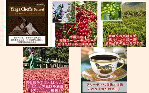 世界の高級コーヒー（粉 中挽）100g×4種 銀河コーヒー　【12203-0101】