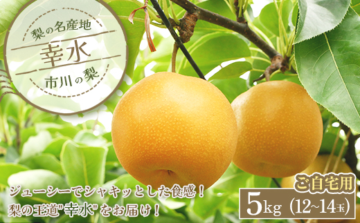 市川の梨　ご自宅用　幸水【5kg】中玉（12〜14玉）　【12203-0328】