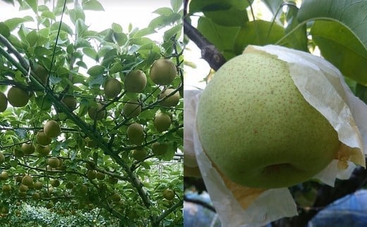 ææ±ïŒïŒïŒïŒ
梚ãžã¥ãŒã¹ã250mlïŒ1000mlã»ãããã12203-0051ã