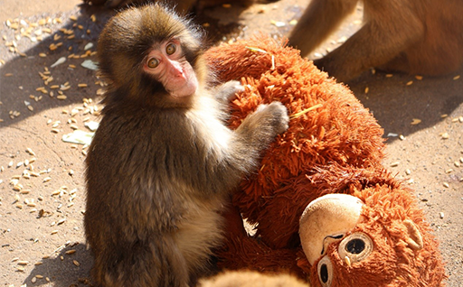 ããã³ã¶ã«ããã³ãããã¯ãã忀ç©åã®åç©ãã¡ãæœèšéå¶ãæ¯æŽãã