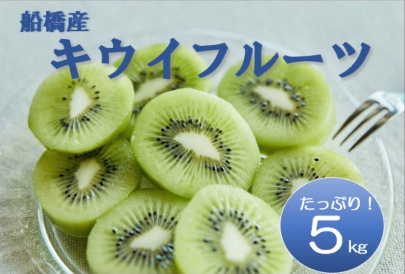 【11月発送分】船橋産キウイフルーツ5.2kg未追熟バラ詰め【傷み補償分約200ｇ込み】（E01）