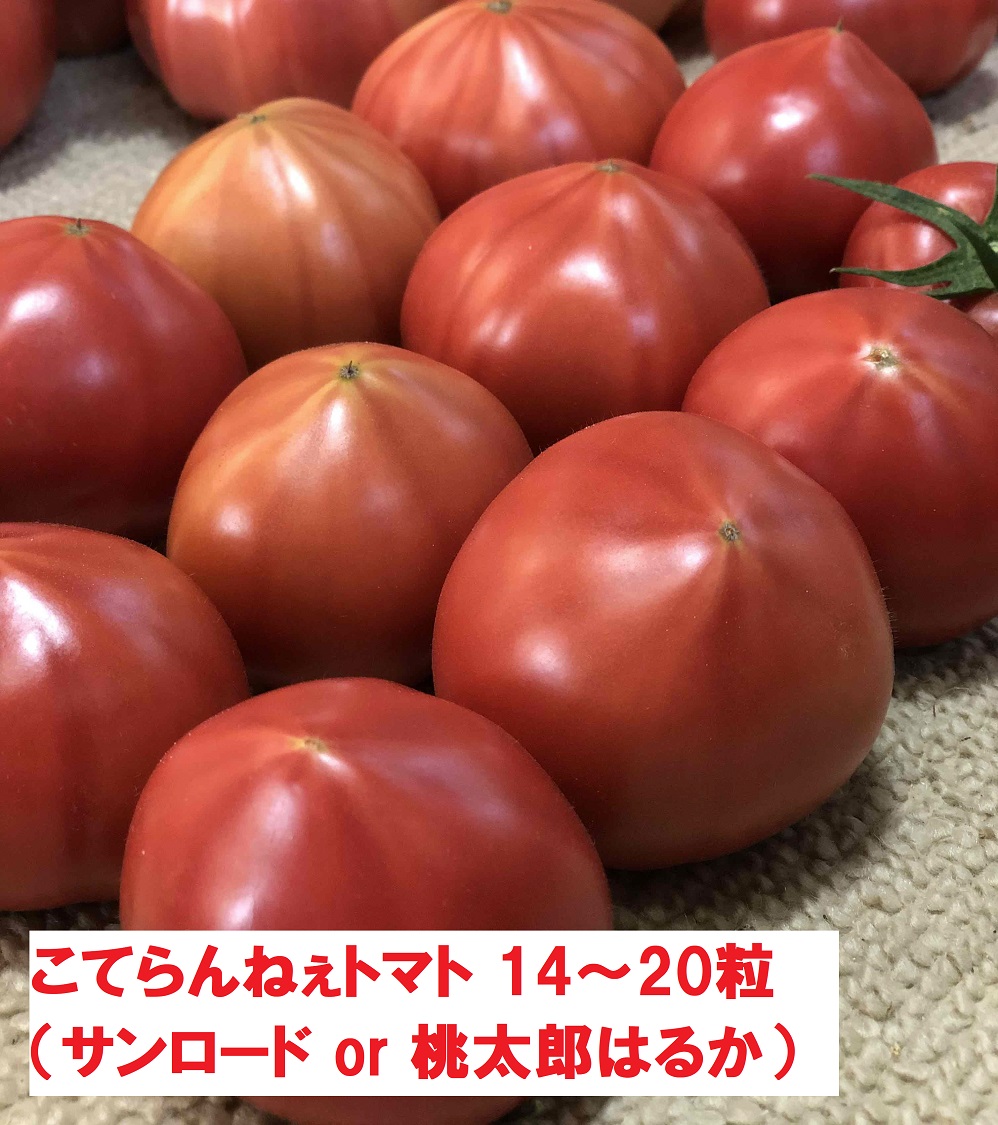 【期間限定】こてらんねぇトマト 14～20粒(約2.5kg・サンロードor桃太郎はるか)(F26)
