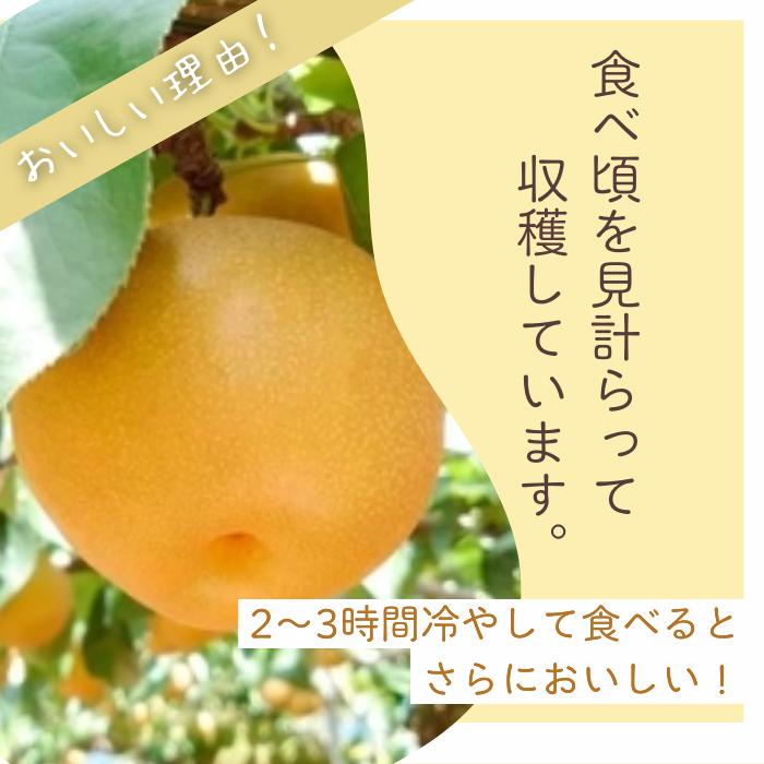 【贈答用】果汁たっぷり極上梨「新興・3kg」（2025年産）　果汁たっぷり　船橋産　9月下旬発送　期間限定　特大級　梨　夏　6-9玉　なし　水菓子　果物　デザート　プレゼント　贈答品