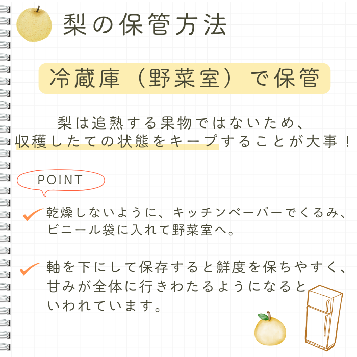 【贈答用】果汁たっぷり極上梨「新興・3kg」（2025年産）　果汁たっぷり　船橋産　9月下旬発送　期間限定　特大級　梨　夏　6-9玉　なし　水菓子　果物　デザート　プレゼント　贈答品