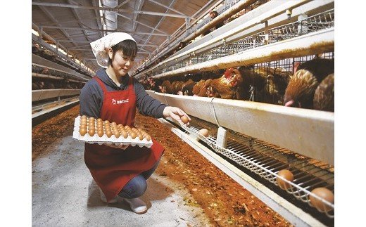 生で食べて美味しい　幸せの青いたまご　アロウカナ　30個セット　奈良養鶏園　農場HACCP認証　船橋産　希少　卵　玉子　鶏卵　たまごかけご飯　TKG