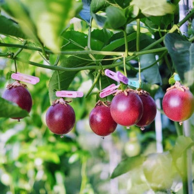 ãªãªã³ã€ãã¿ãŒãšãªãªã³ã€ããŒã«ãžã£ã ã®ã»ããã1689945ã