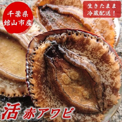 【先行予約】【金曜日発送】漁師直送!天然活メガイアワビ約500〜600g(1〜2枚)【配送不可地域：離島・北海道・沖縄県・中国・四国・九州】【1693534】