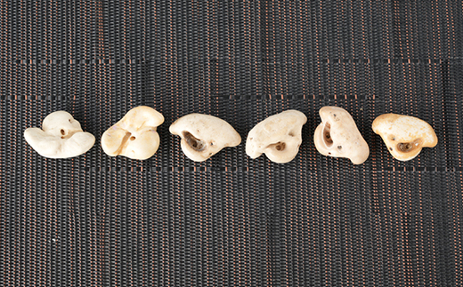 【思いやり型返礼品】イルカの耳骨ネックレス《限定10個》【1486472】