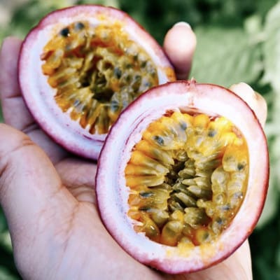 リリコイピールジャム2個セット【1689942】