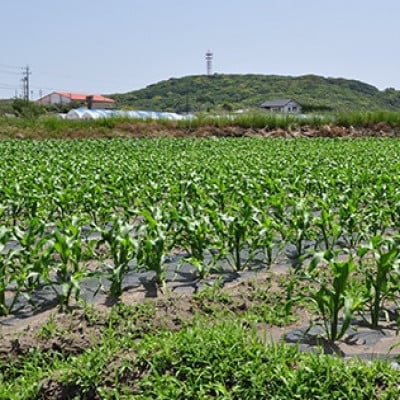 【先行予約　2025年5月末以降発送】安西農園の驚くほどに甘いトウモロコシ 20本【配送不可地域：離島・北海道・沖縄県・東北・中国・四国・九州】【1486584】