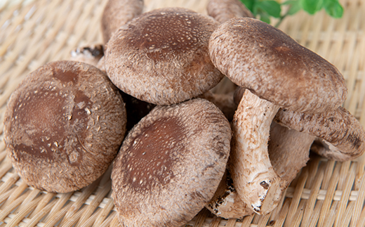 【農福連携】千葉県館山産 生しいたけ110g×5パック 就労継続支援A/B型併用事業所「ゆみの里」【配送不可地域：離島・沖縄県】【1486687】