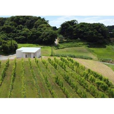 マシューズワイン　房醸　甲州　2025　750ml【配送不可地域：離島】【1721526】