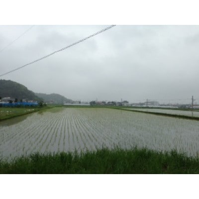蜊闡臥恁鬢ィ螻ア逕」繧ウ繧キ繝偵き繝ェ縲邊セ邀ウ縲4.5kg縲1735245縲