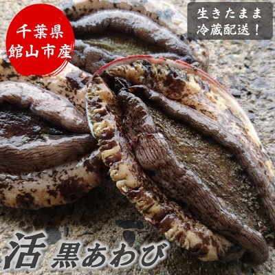 【金曜日発送】漁師直送!天然活黒アワビ1kg(2〜5枚)【配送不可地域：離島・北海道・沖縄県・東北・中国・四国・九州】【1532976】