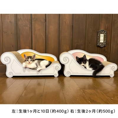 子猫のおしゃれ爪とぎ「カリカリーナ micio」エンジェルピンク【1660883】