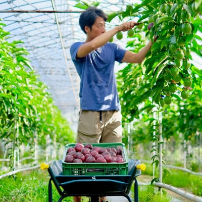 完熟パッションフルーツで作ったリリコイバター2個セット【1488748】