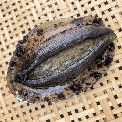 【先行予約】【金曜日発送】漁師直送!天然活黒アワビ約500〜600g(1〜2枚)【配送不可地域：離島・北海道・沖縄県・中国・四国・九州】【1693531】