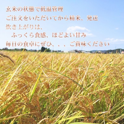 縲蝉サ、蜥7蟷エ逕」縲鷹、ィ螻ア蟶ゆケ晞咲肇繧ウ繧キ繝偵き繝ェ縲5kg 邊セ邀ウ縲1728953縲