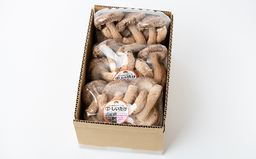 【農福連携】千葉県館山産 生しいたけ110g×5パック 就労継続支援A/B型併用事業所「ゆみの里」【配送不可地域：離島・沖縄県】【1486687】