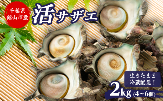 【金曜日発送】漁師直送!天然大ぶり活サザエ　2kg(4〜6個)【配送不可地域：離島・北海道・沖縄県・東北・中国・四国・九州】【1532979】