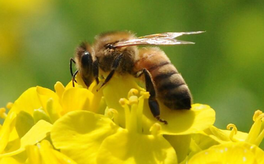 縺イ縺オ縺ソ鬢願怩蝨 縺ッ縺。縺ソ縺、繧サ繝繝 險900g(600g+300g)縲1486512縲