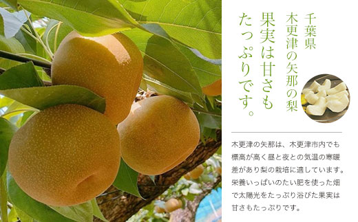 【先行予約】木更津市産　矢那の梨【あきづき】〈安西梨園〉 KCO003