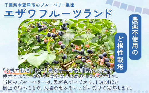 ＜栄養分豊富＞濃縮ブルーベリー100％飲料【アイキラリン】15本 ふるさと納税 ブルーベリー 健康 美容 果実 果汁 栄養 千葉県 木更津 送料無料 KT007