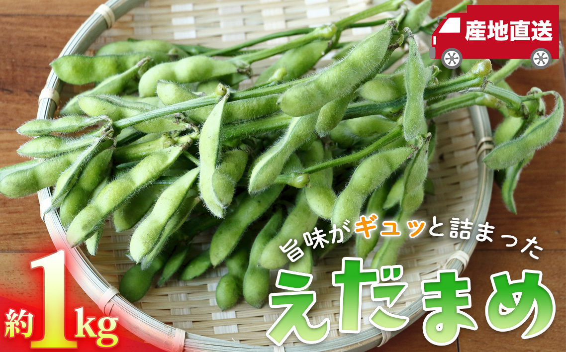 枝豆の聖地・千葉県野田市産！枝付き枝豆 約1kg ／ 枝豆 枝付き 枝豆1kg 産地直送 大莢 甘み濃厚 食べ応え ぷっくり豆 おつまみ BBQ 家飲み 新鮮 野菜 旬の味覚 千葉県 No.402