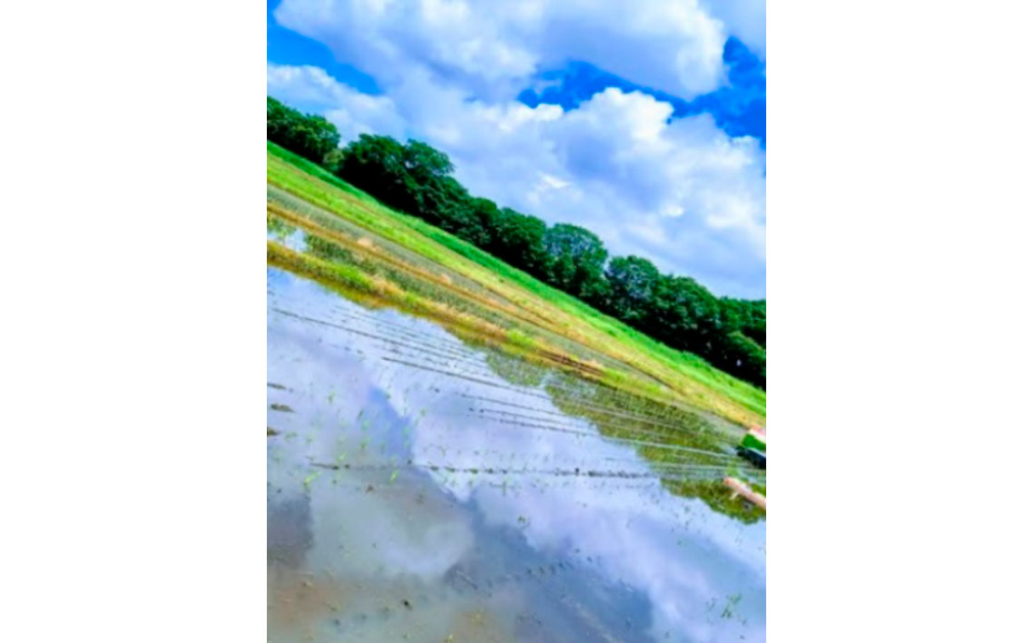 黒酢米を使用した純米大吟醸　720ml ／ お酒 日本酒 黒酢 ギフト 720ml 高級 フルーティー 香り 華やか 口当たり まろやか  贈り物 プレゼント 家飲み 瓶 千葉県  No.401