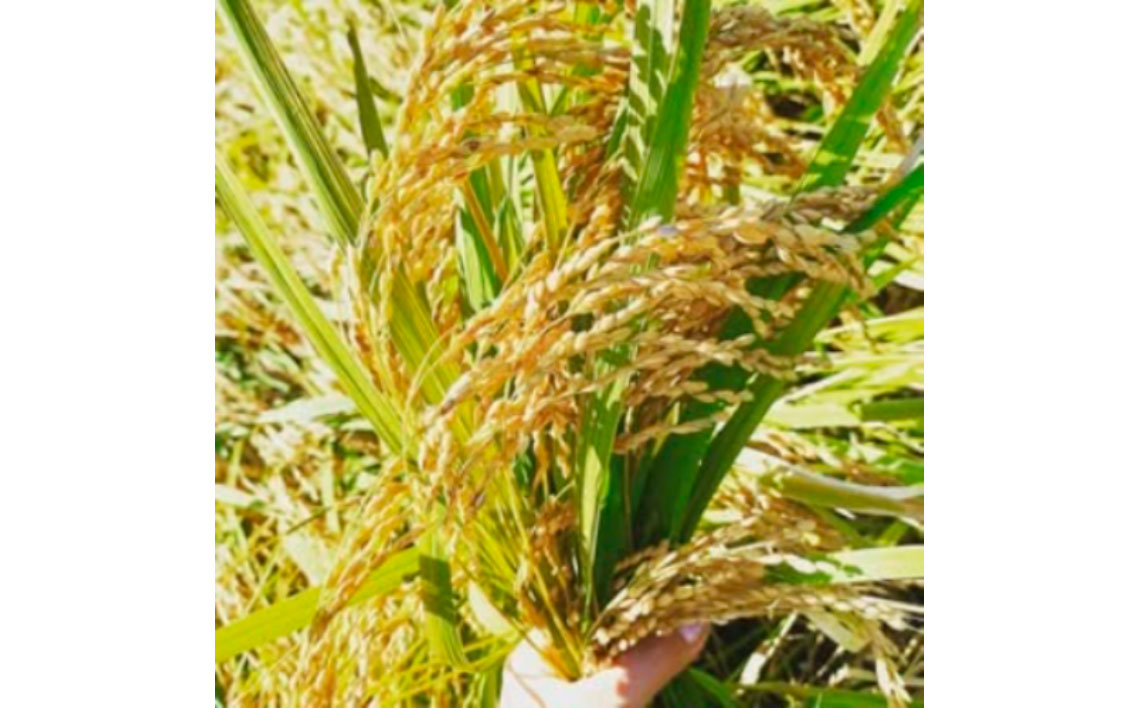 黒酢米を使用した純米大吟醸　720ml ／ お酒 日本酒 黒酢 ギフト 720ml 高級 フルーティー 香り 華やか 口当たり まろやか  贈り物 プレゼント 家飲み 瓶 千葉県  No.401