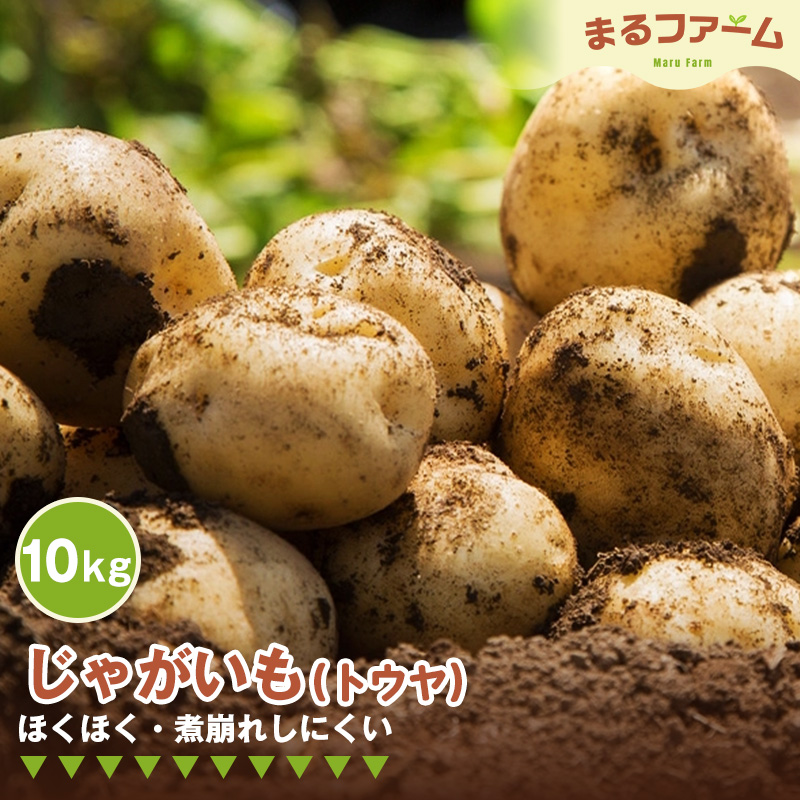 ジャガイモ(トウヤ) 10kg No.369
