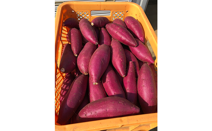 熟成　シルクスイート　さつまいも（L) 5キロ 野菜 サツマイモ 5kg