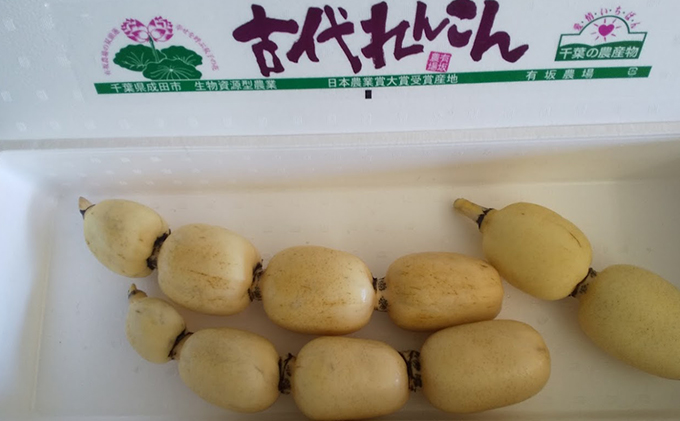 こだわりの “古代れんこん” 2kg 野菜 根菜 レンコン 2kg