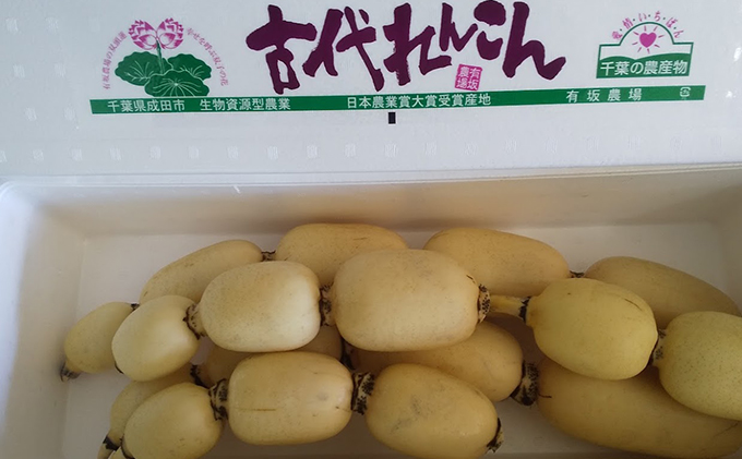 こだわりの “古代れんこん” 4kg 野菜 根菜 レンコン 4kg