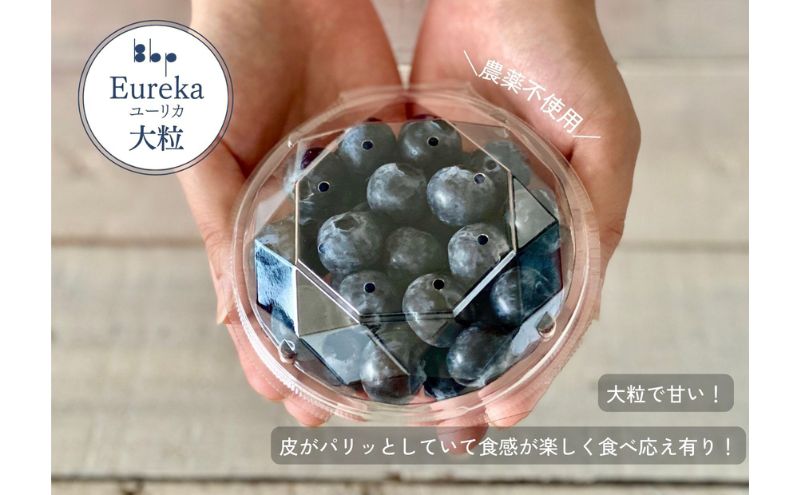【栽培期間中農薬不使用】フレッシュブルーベリー　(ユーリカ大粒100g×4）