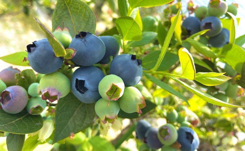 【栽培期間中農薬不使用】フレッシュブルーベリー　(ユーリカ中粒100g×4）