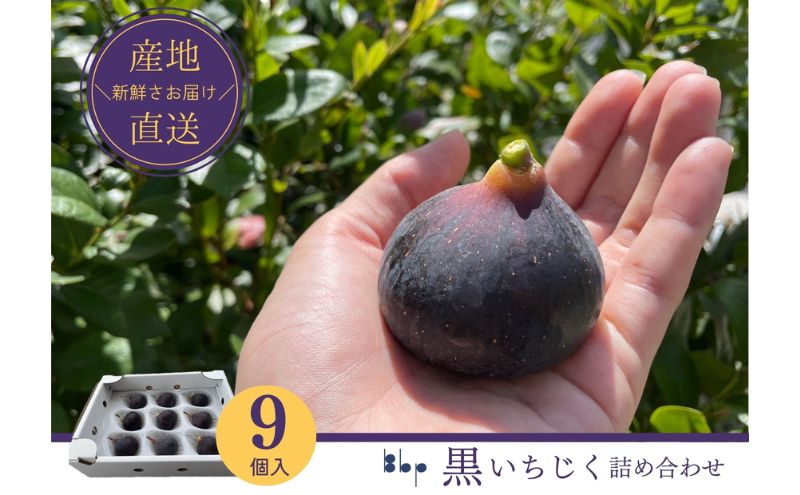 いちじく 先行予約 黒いちじく 9個入り 詰め合わせ フルーツ 果物 国産 ジューシー 甘い 希少