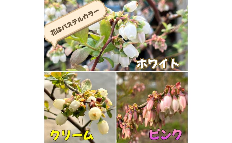 ãžã§ã©ãŒã æ¿ã!å°ããªãã«ãŒããªãŒèŸ²åã®ãè€çŸãžã§ã©ãŒã ãã«ãŒããªãŒ ã¢ã€ã¹ ãã«ã¯ æ¿å ã»ãã ã¹ã€ãŒã ãã¶ãŒã å·å ãè€çŸ ã®ãã ãã¬ãŒã³ã èŽãç© ãåãå¯ã æç°åž åèç