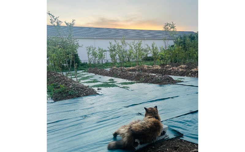 ジェラート 濃い!小さなブルーベリー農園のご褒美ジェラート ブルーベリー アイス ミルク 濃厚 セット スイーツ デザート 冷凍 ご褒美 ギフト プレゼント 贈り物 お取り寄せ 成田市 千葉県
