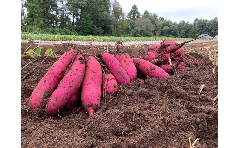 べにはるか2.5kg　紅はるか サツマイモ さつまいも 芋 千葉県 成田市