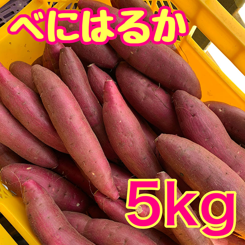 【ふるさと納税】べにはるか5kg　紅はるか サツマイモ さつまいも 芋 千葉県 成田市