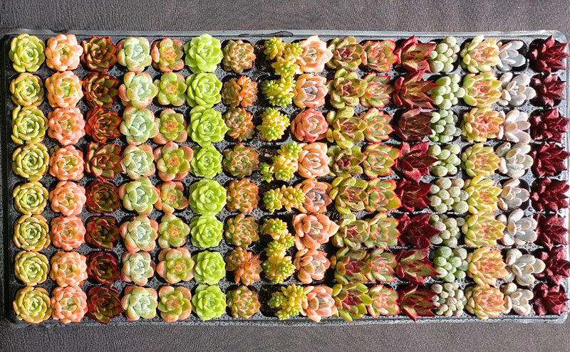 【ふるさと納税】 多肉植物 エケベリア セダム 315株 土付き セット 切苗 詰め合わせ 癒しのおしゃれインテリア 観葉植物 ガーデニング ミニグリーン 千葉県 成田市