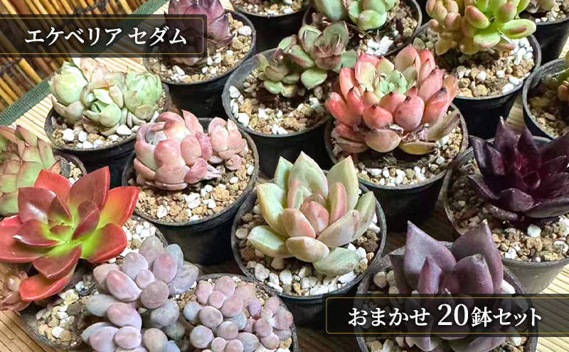 【ふるさと納税】かわいい多肉植物 エケベリア セダム お任せ 20鉢入り 切苗 詰め合わせ 癒しのおしゃれインテリア 観葉植物 ガーデニング ミニグリーン 千葉県 成田市
