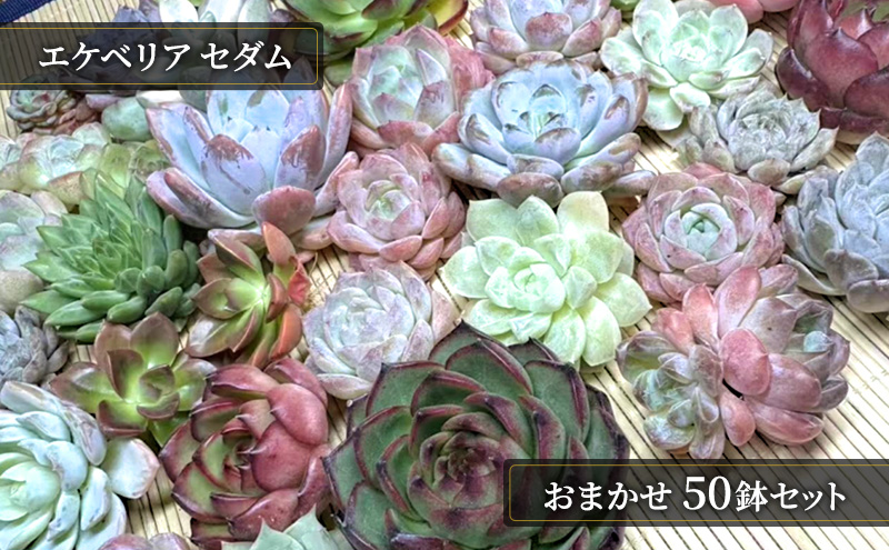 【ふるさと納税】多肉植物 エケベリア セダム お任せ 50株セット 切苗 詰め合わせ 癒しのおしゃれインテリア 観葉植物 ガーデニング ミニグリーン 千葉県 成田市