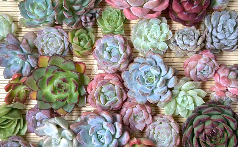 【ふるさと納税】多肉植物 エケベリア セダム お任せ 50株セット 切苗 詰め合わせ 癒しのおしゃれインテリア 観葉植物 ガーデニング ミニグリーン 千葉県 成田市