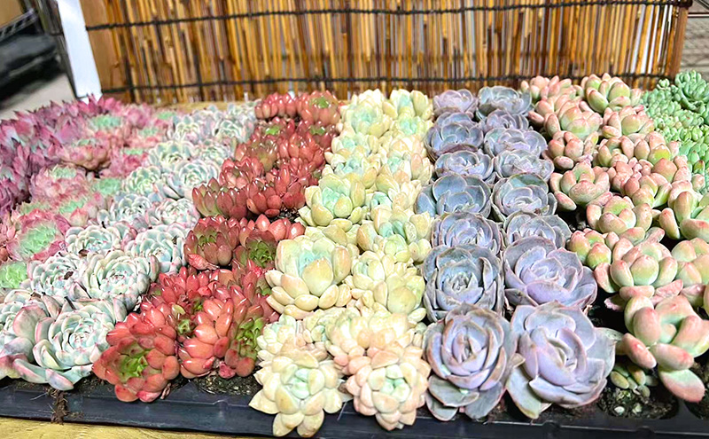 【ふるさと納税】多肉植物 エケベリア セダム おまかせ128苗セット 2.8cmポット 切苗 詰め合わせ 癒しのおしゃれインテリア 観葉植物 ガーデニング ミニグリーン 千葉県 成田市