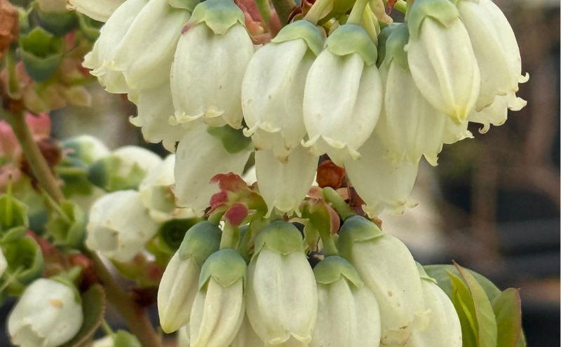 【先行予約】フレッシュブルーベリー　(ユーリカ大粒100g×4） 果物 フルーツ 国産フルーツ 朝摘みブルーベリー 