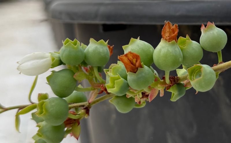 【先行予約】フレッシュブルーベリー　(ユーリカ中粒100g×4） 果物 フルーツ 国産フルーツ 朝摘みブルーベリー 