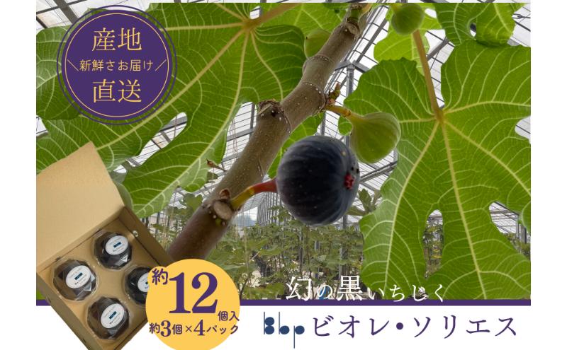 ビオレ・ソリエス 約12個入り（約3個×4パック） 果物 フルーツ 国産フルーツ イチジク ビオレソリエス 黒いちじく 希少品種 産地直送 千葉県 成田市